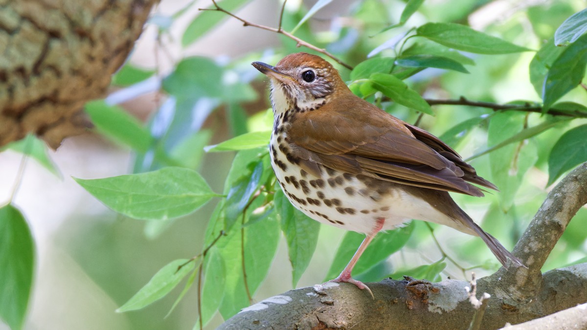 Wood Thrush - Brent Cox