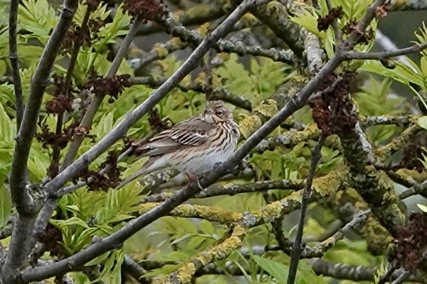 Tree Pipit - ML617810383