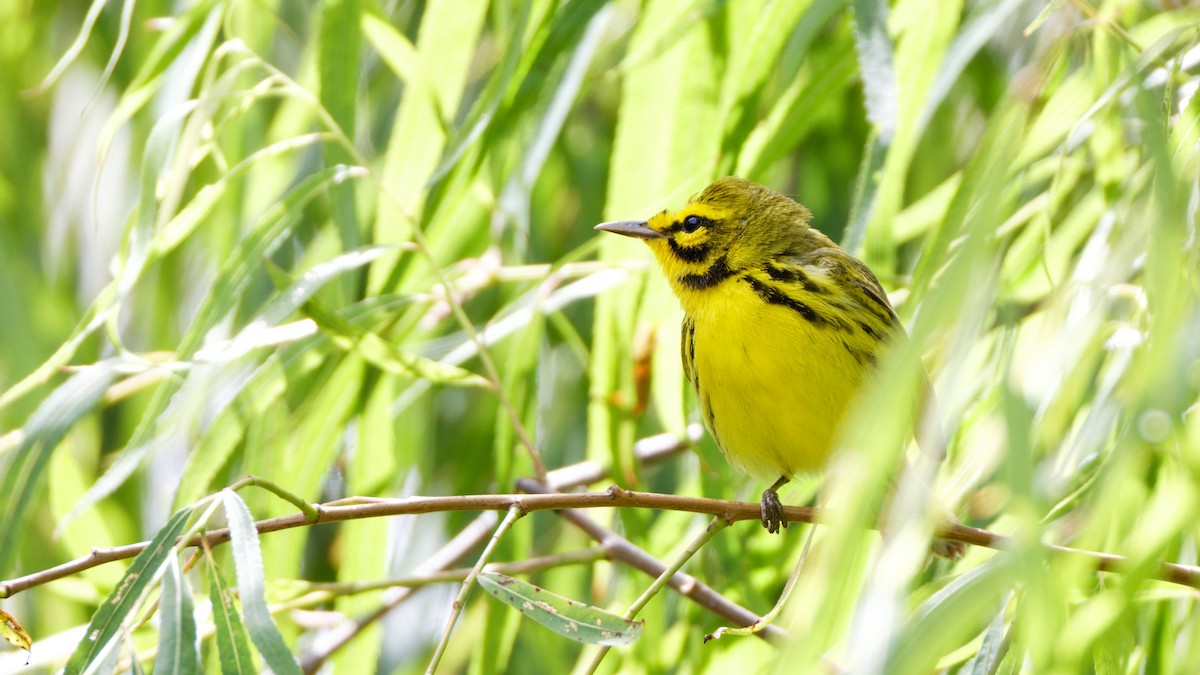 Prairie Warbler - ML617810475