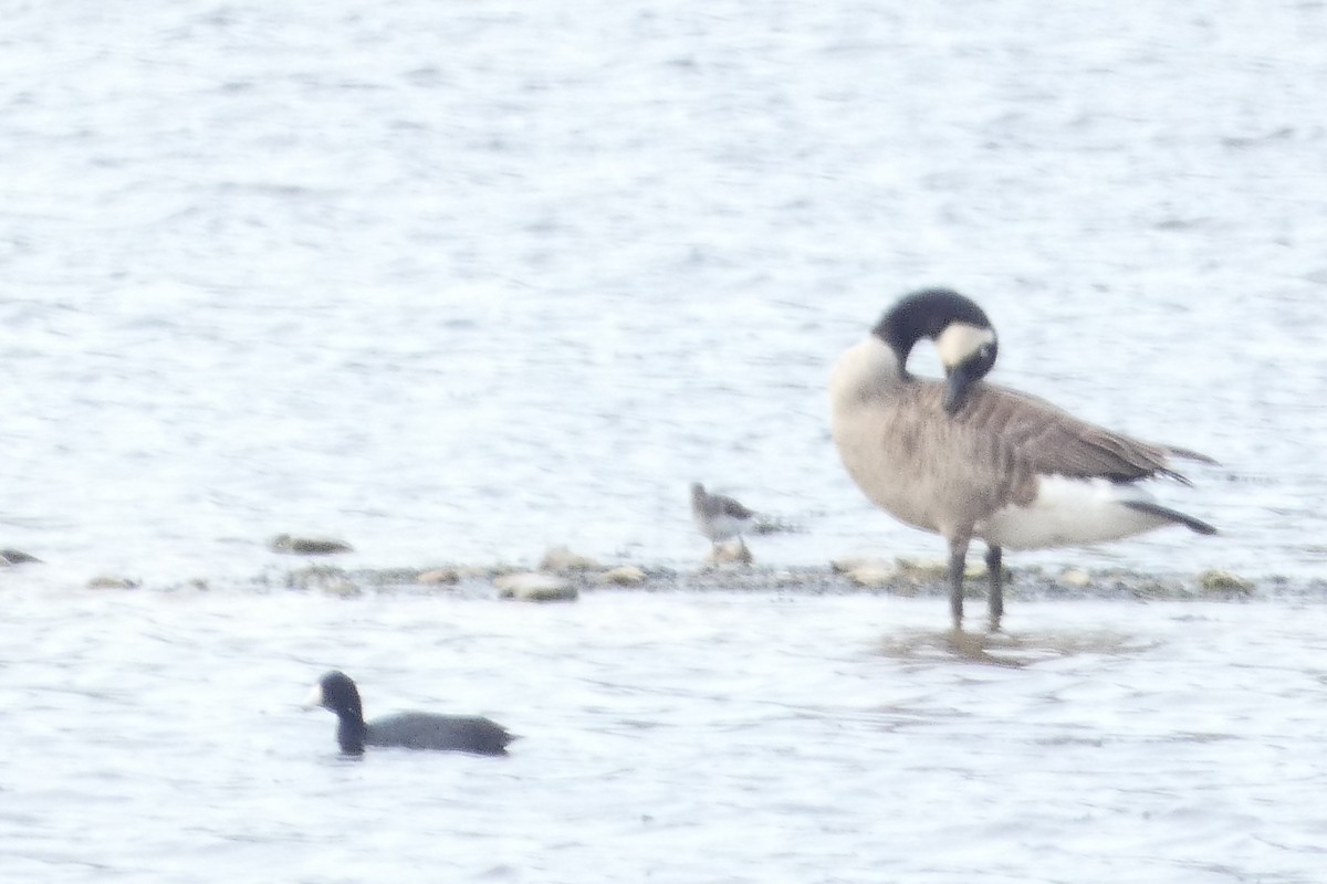 American Coot - ML617810478