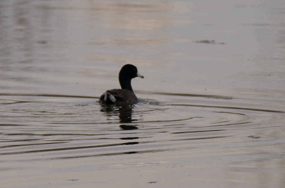 American Coot - ML617810484