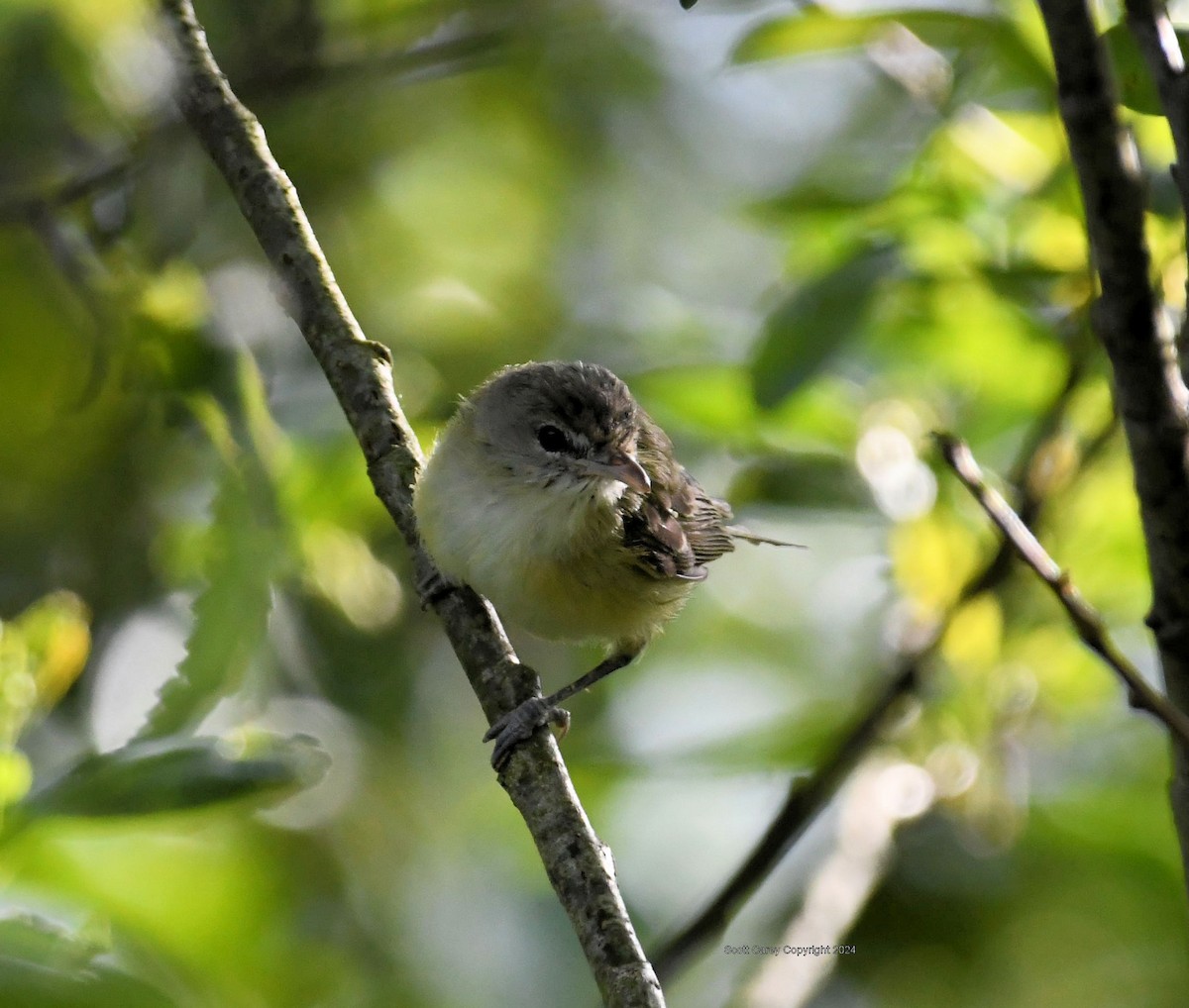 Bell's Vireo - ML617810489