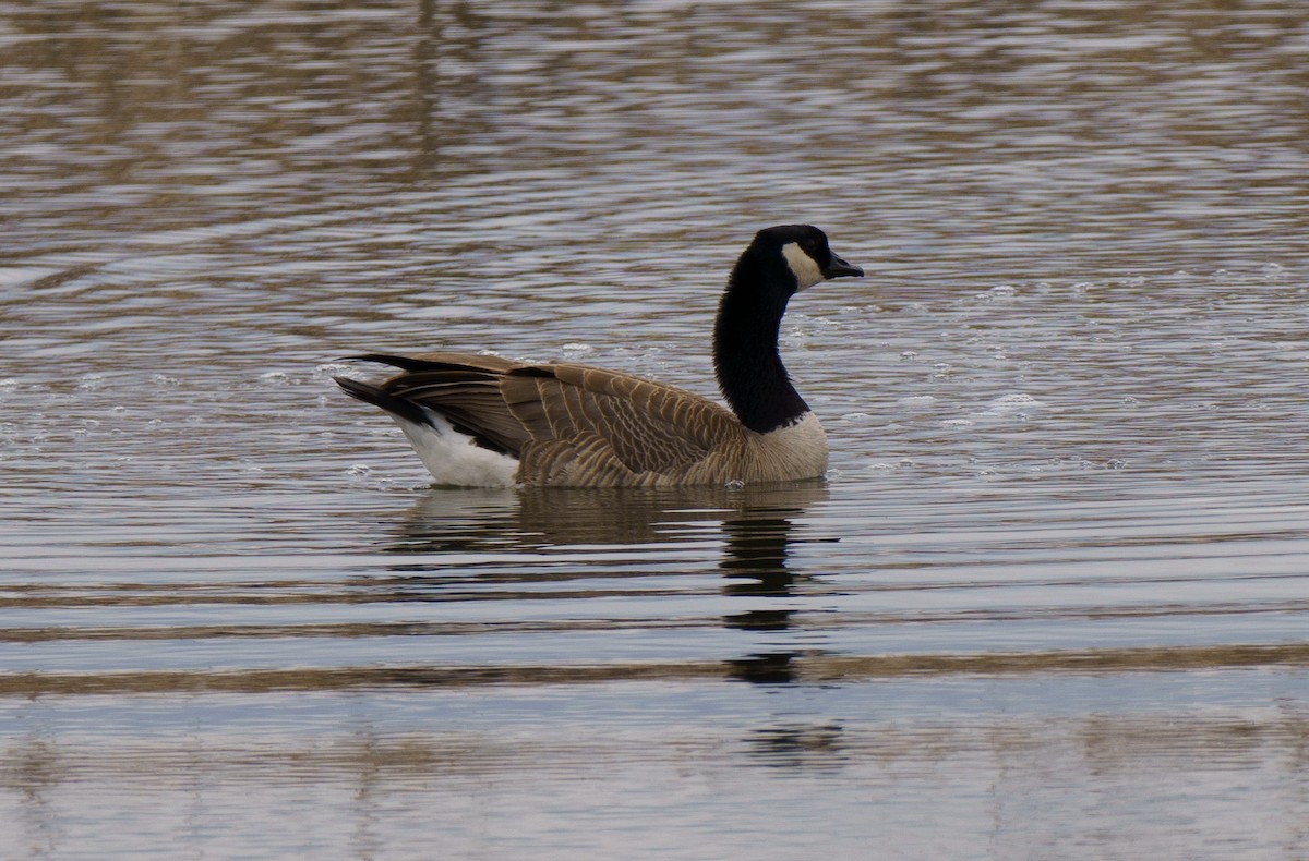 Canada Goose - ML617810496