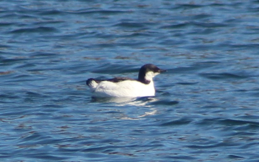Thick-billed Murre - ML617810498