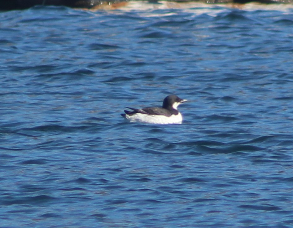 Thick-billed Murre - ML617810503