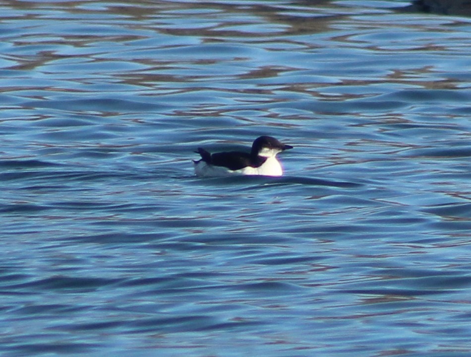 Thick-billed Murre - ML617810506