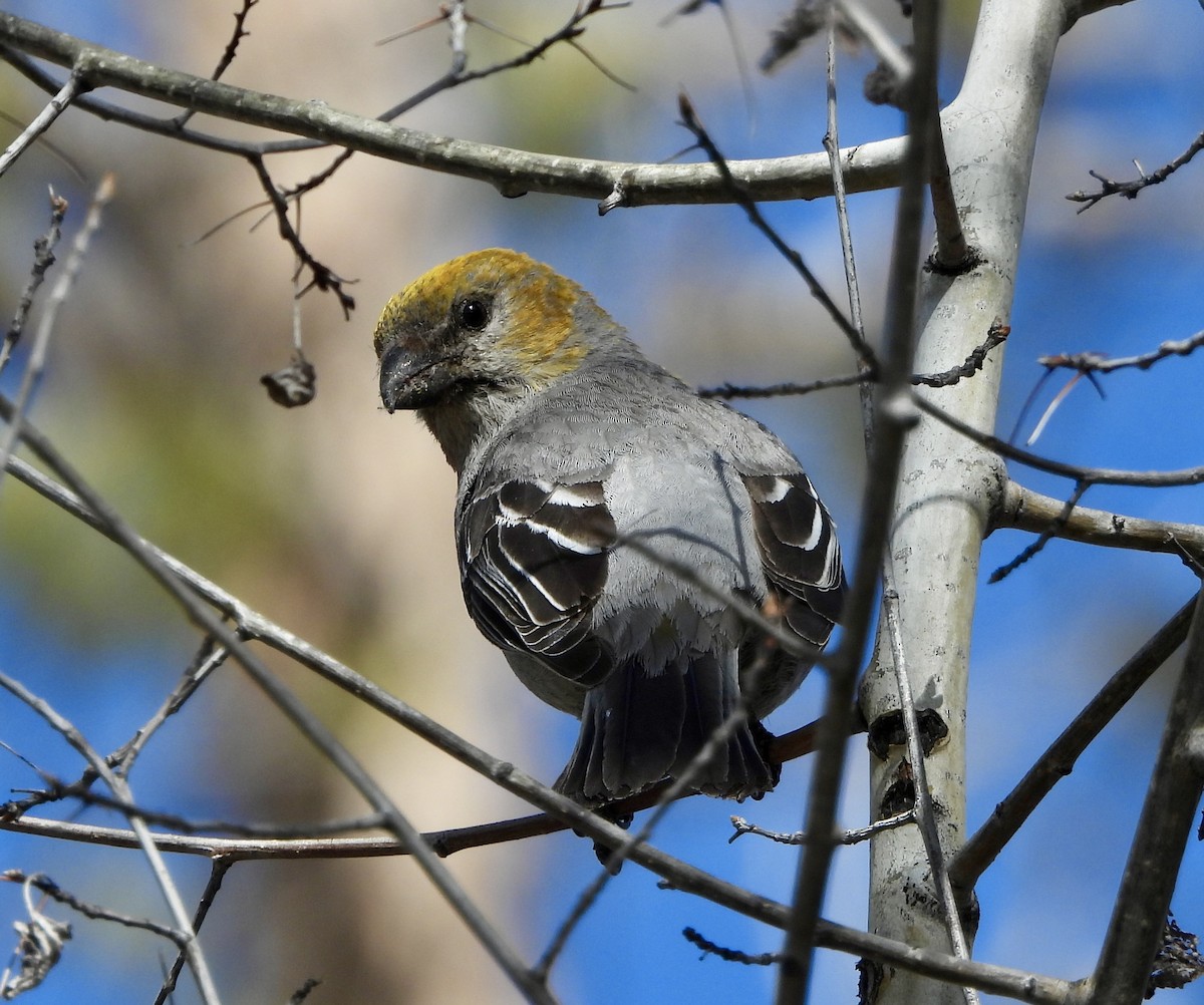 Pine Grosbeak - ML617810527