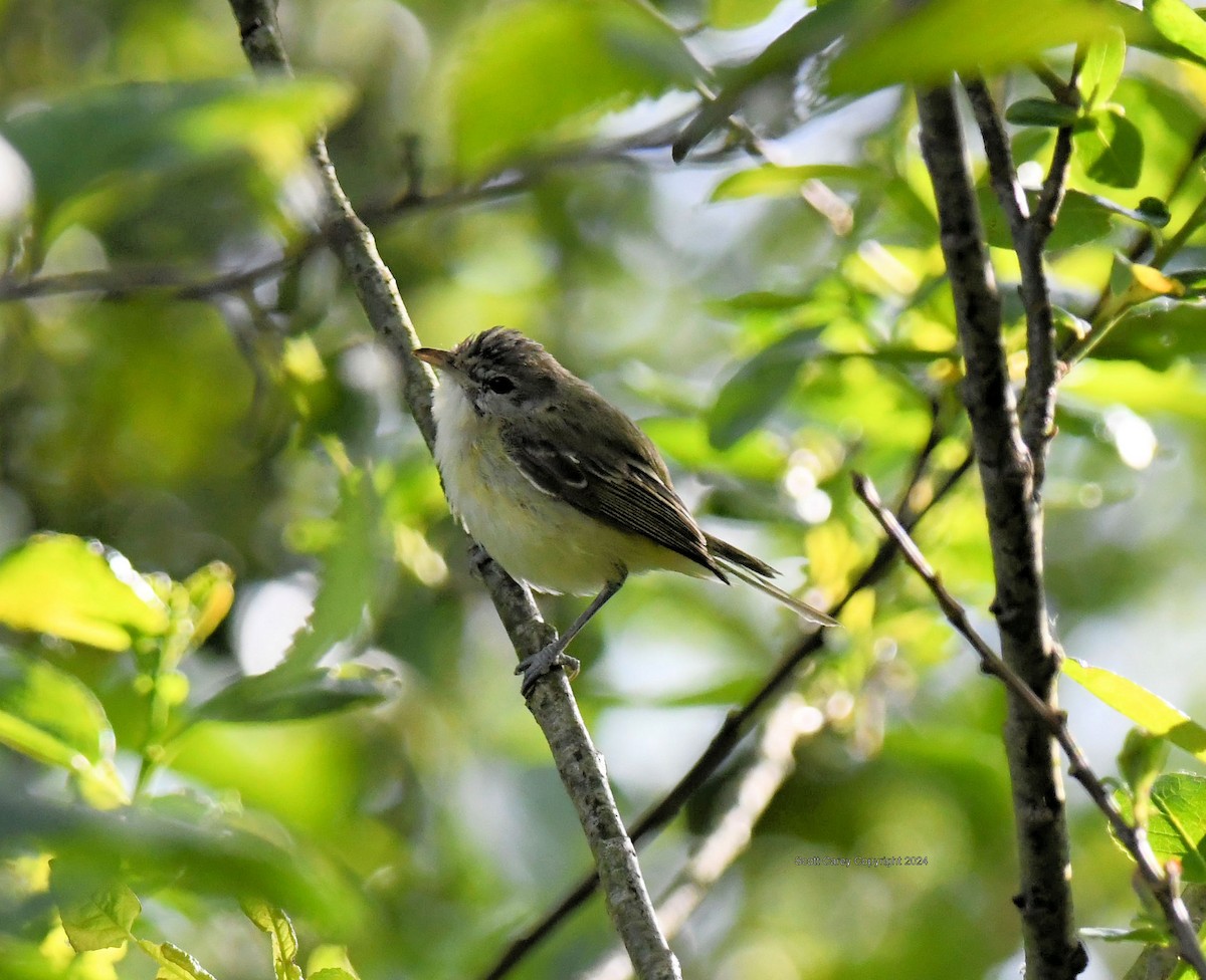 Bell's Vireo - ML617810531