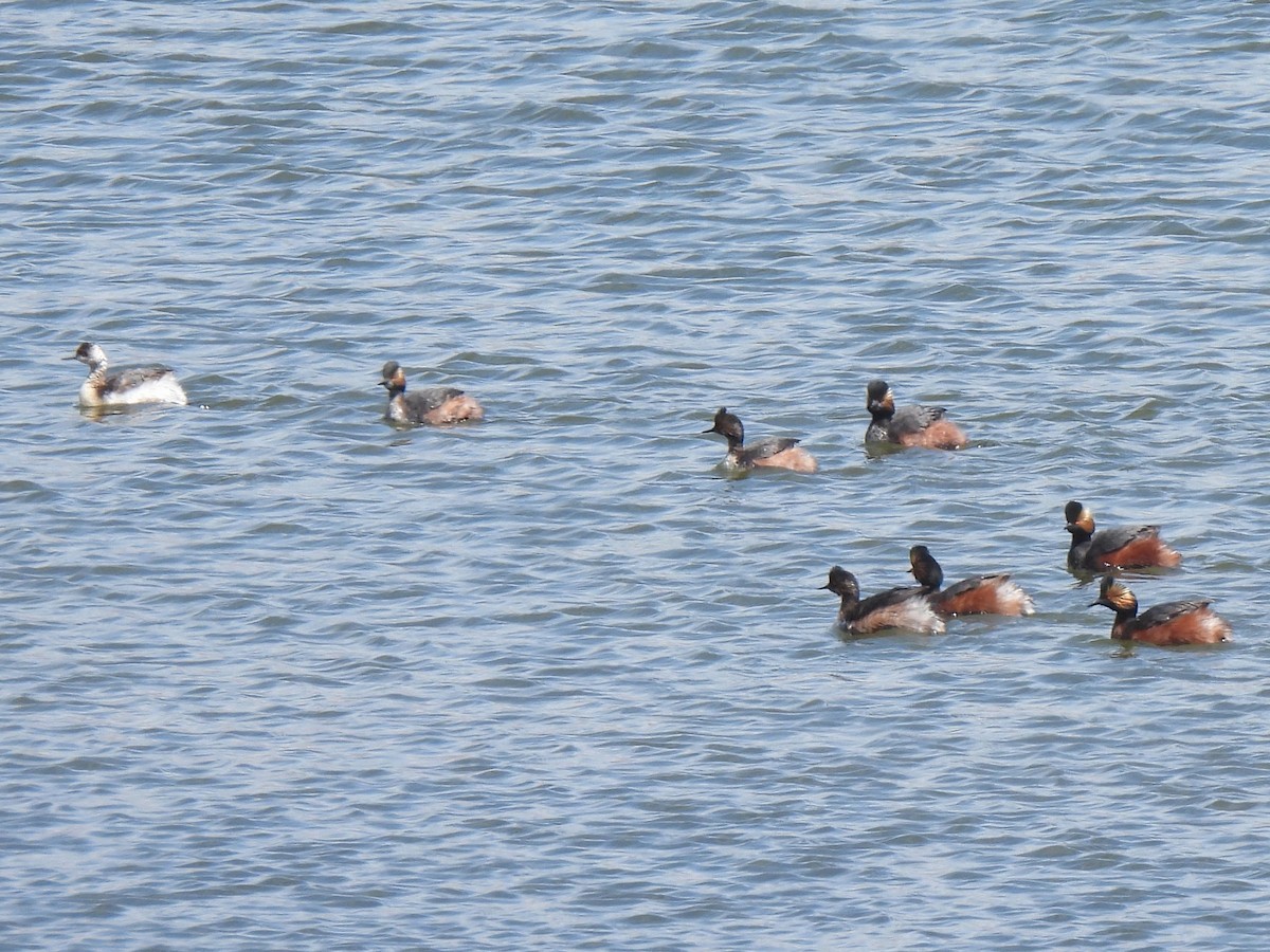 Eared Grebe - ML617810551