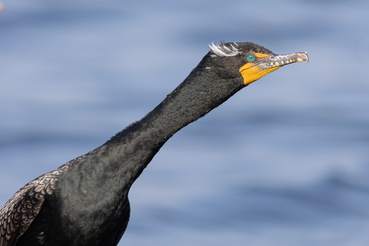 Double-crested Cormorant - ML617810569