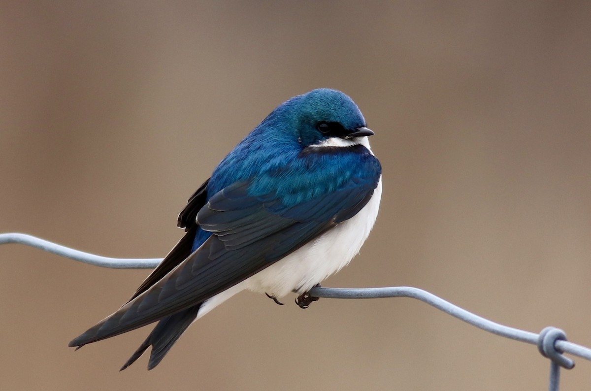 Tree Swallow - ML617810577