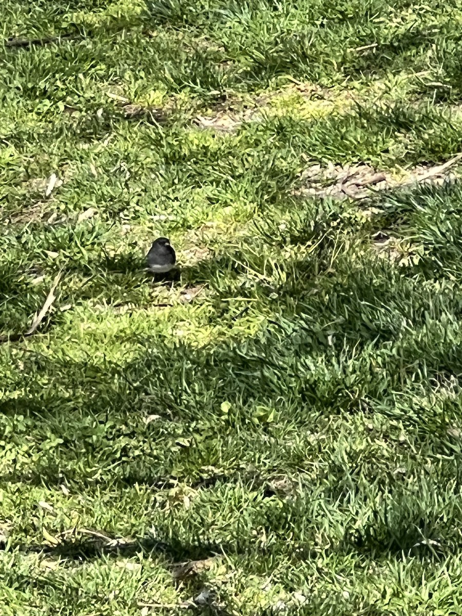 Dark-eyed Junco - ML617810593