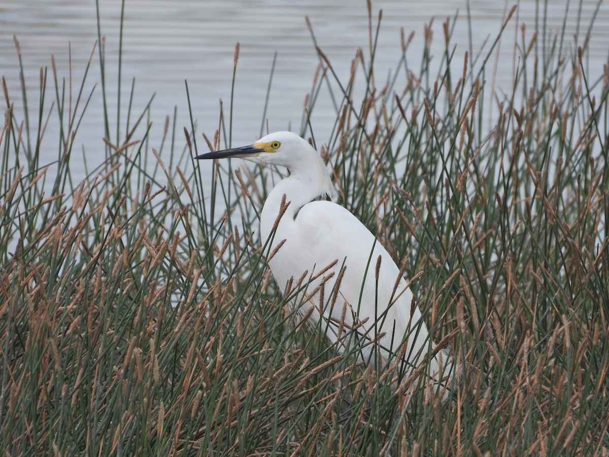 Snowy Egret - ML617810598