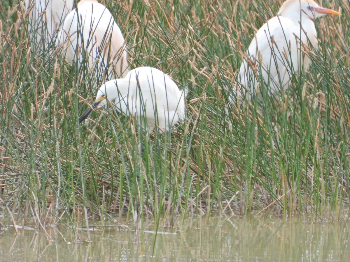 Snowy Egret - ML617810599