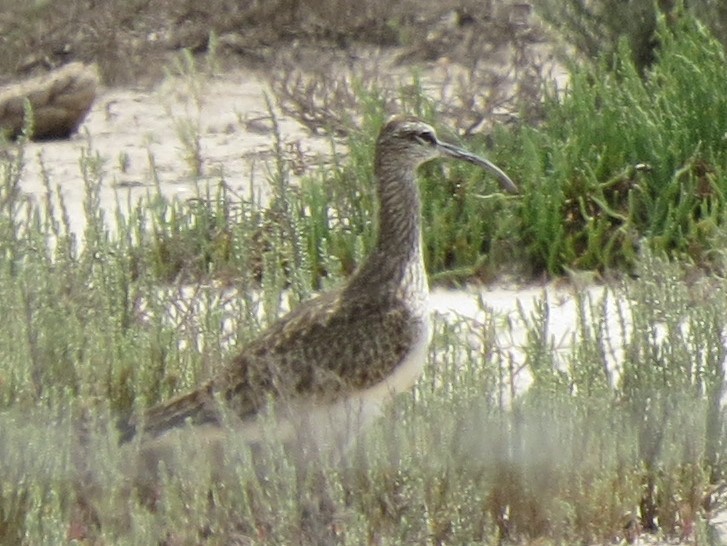 Whimbrel - ML617810606