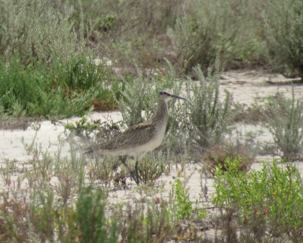 Whimbrel - ML617810621