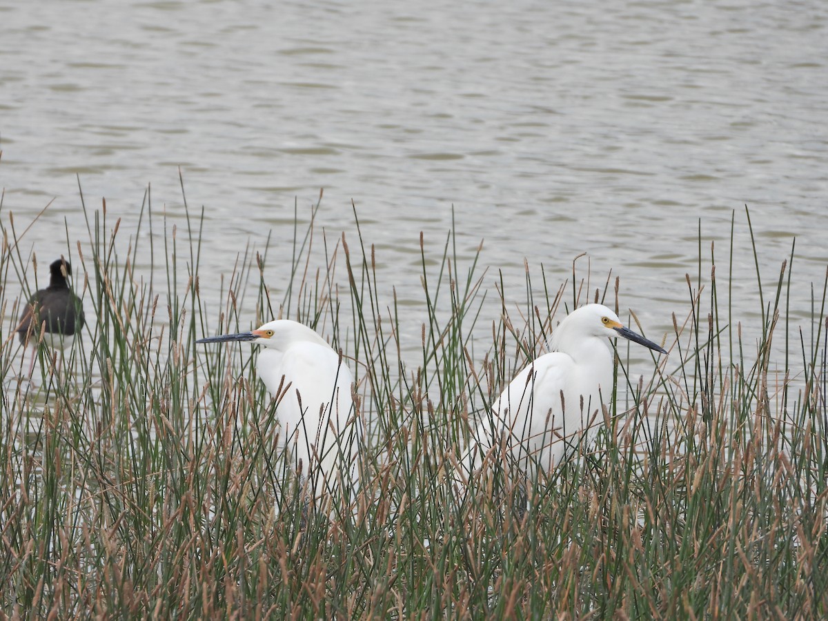 Snowy Egret - ML617810641