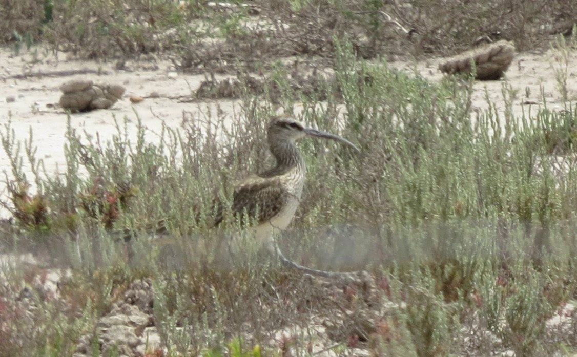 Whimbrel - ML617810643