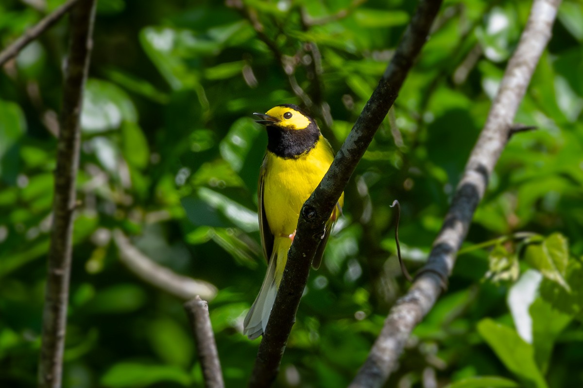 Hooded Warbler - ML617810644