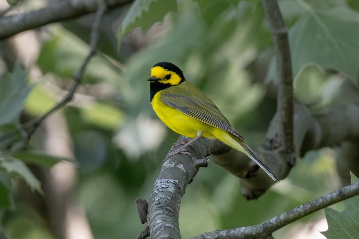 Hooded Warbler - ML617810645