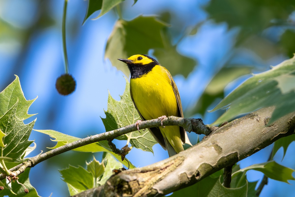 Hooded Warbler - ML617810646