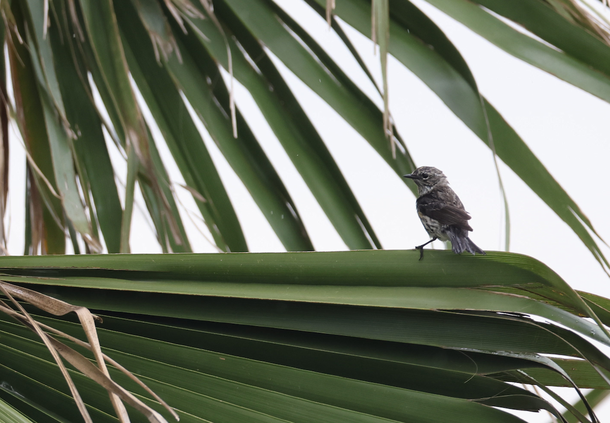 Yellow-rumped Warbler - ML617810659