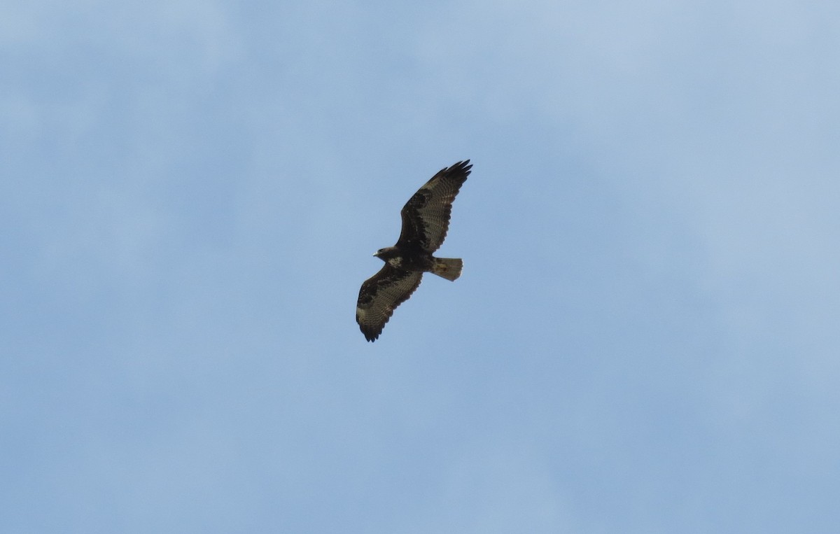 White-tailed Hawk - ML617810661