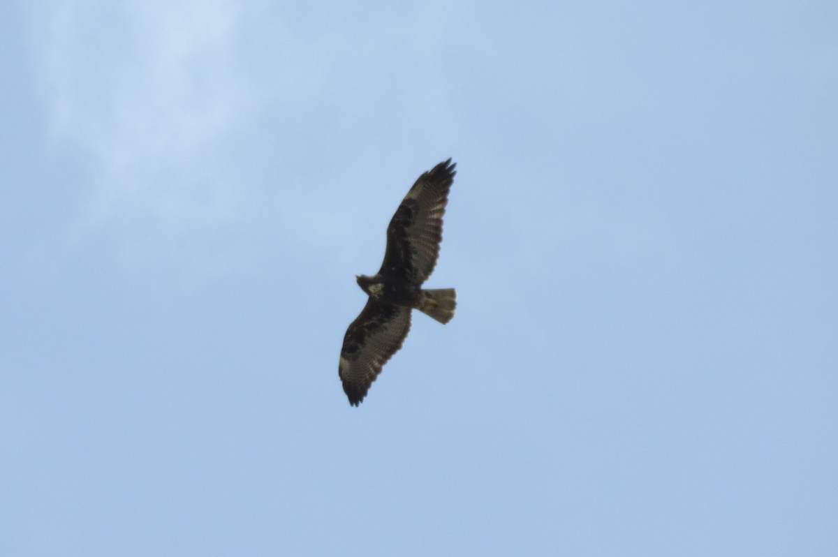 White-tailed Hawk - ML617810666