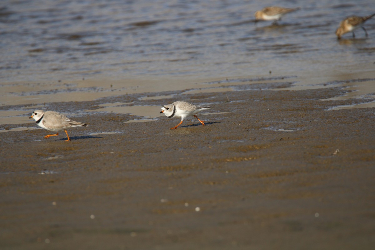 Piping Plover - Gene Glover