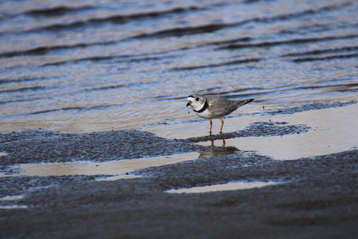 Piping Plover - Gene Glover