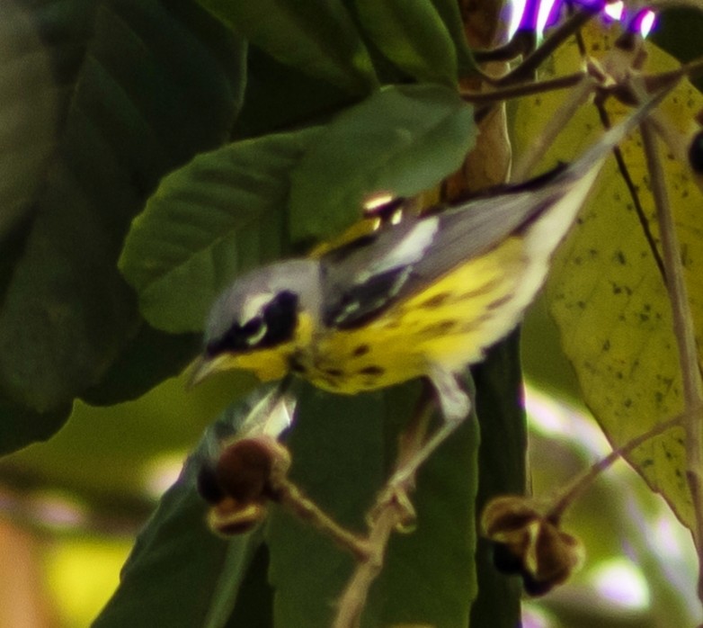 Magnolia Warbler - ML617810683