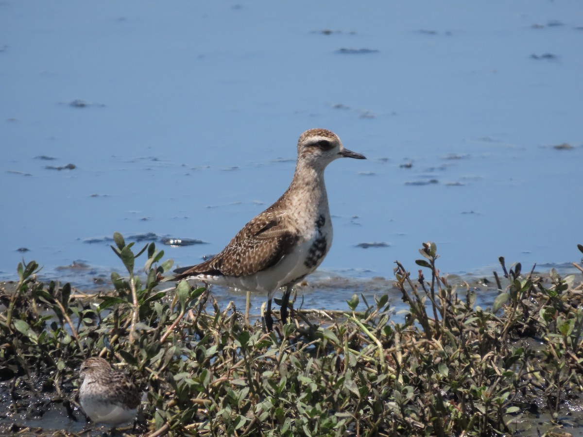 American Golden-Plover - ML617810725