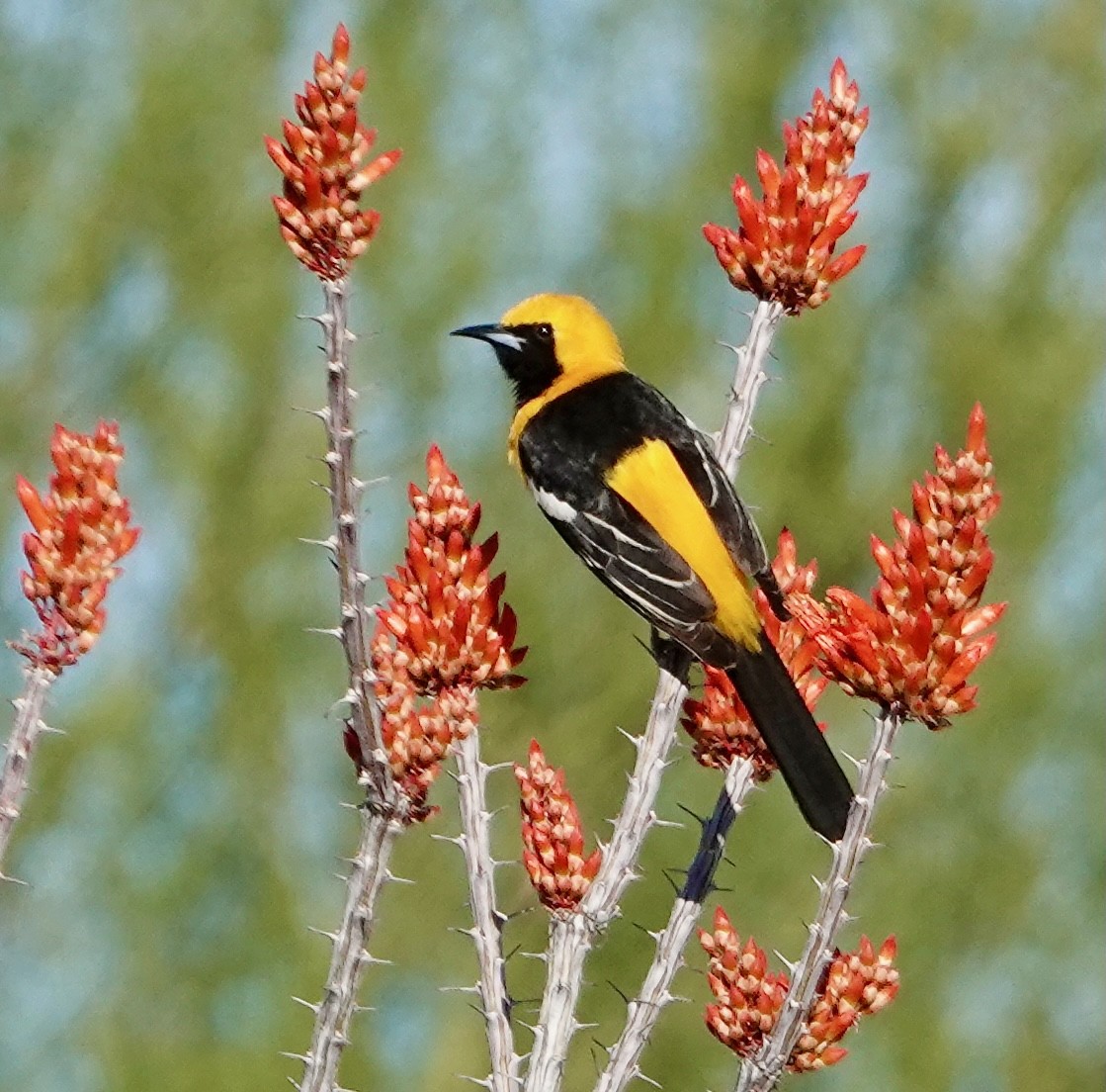 Hooded Oriole - ML617810730