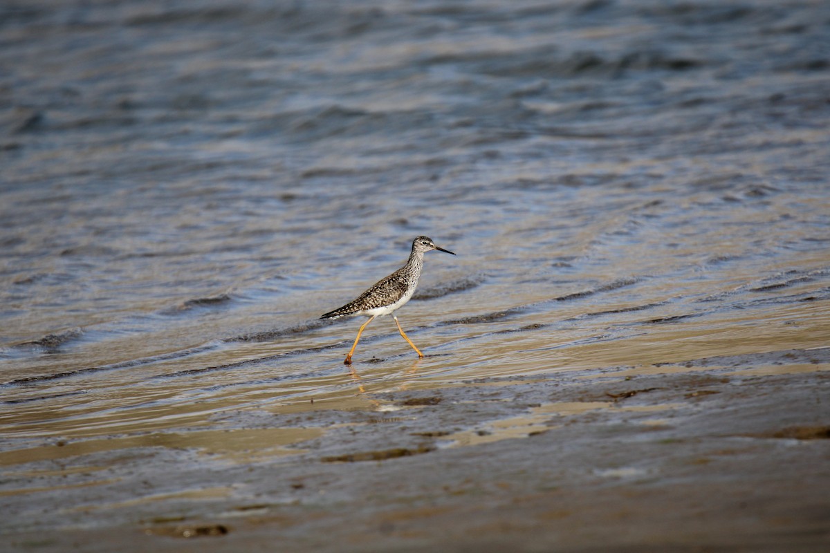 Lesser Yellowlegs - ML617810734