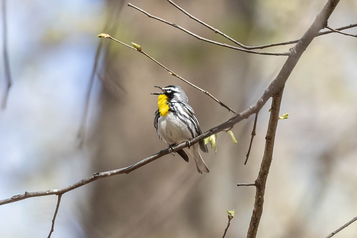 Yellow-throated Warbler - Boni Edwards