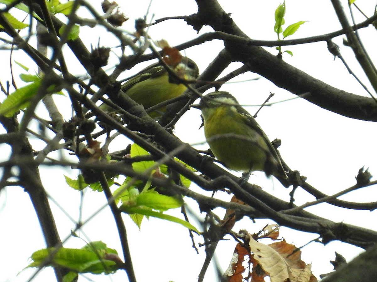 Yellow-bellied Tit - ML617810781