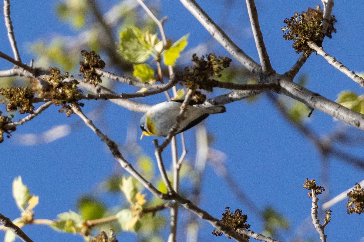 Northern Parula - Boni Edwards