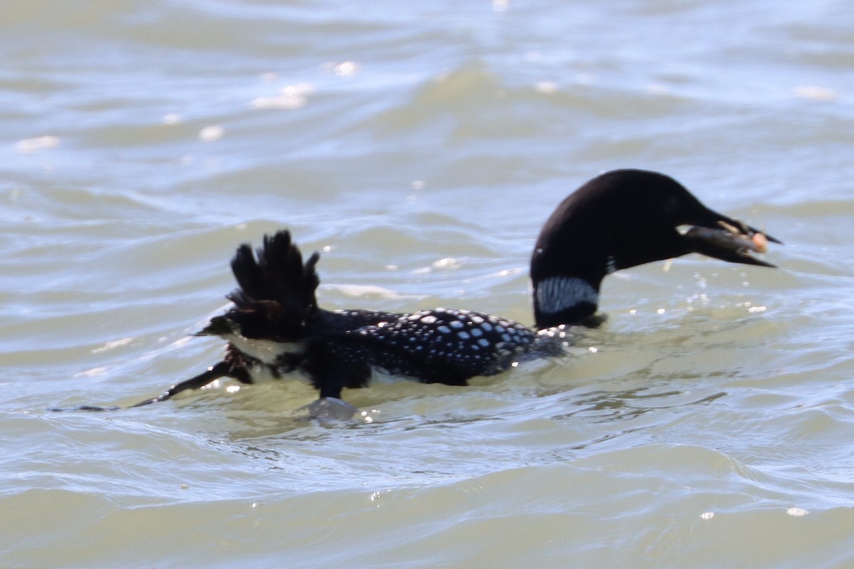 Common Loon - ML617810823