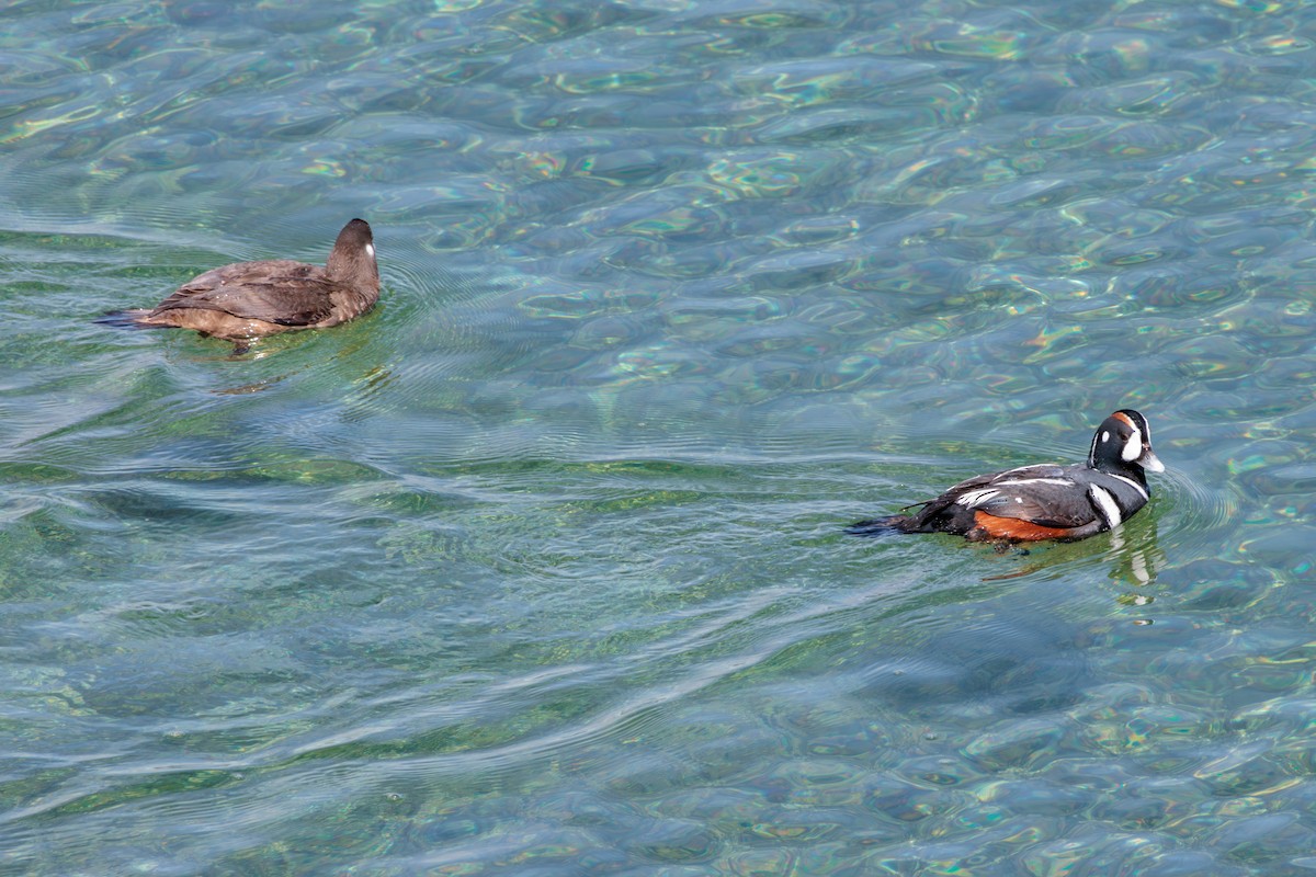 Harlequin Duck - Pierce Louderback