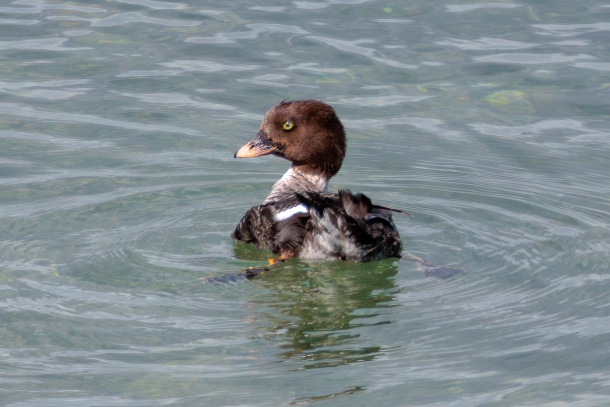 Barrow's Goldeneye - ML617810844