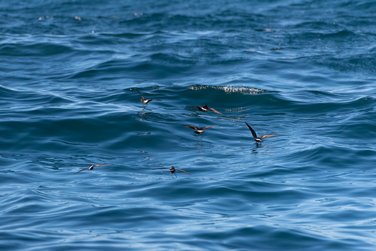黃蹼洋海燕 - ML617810847
