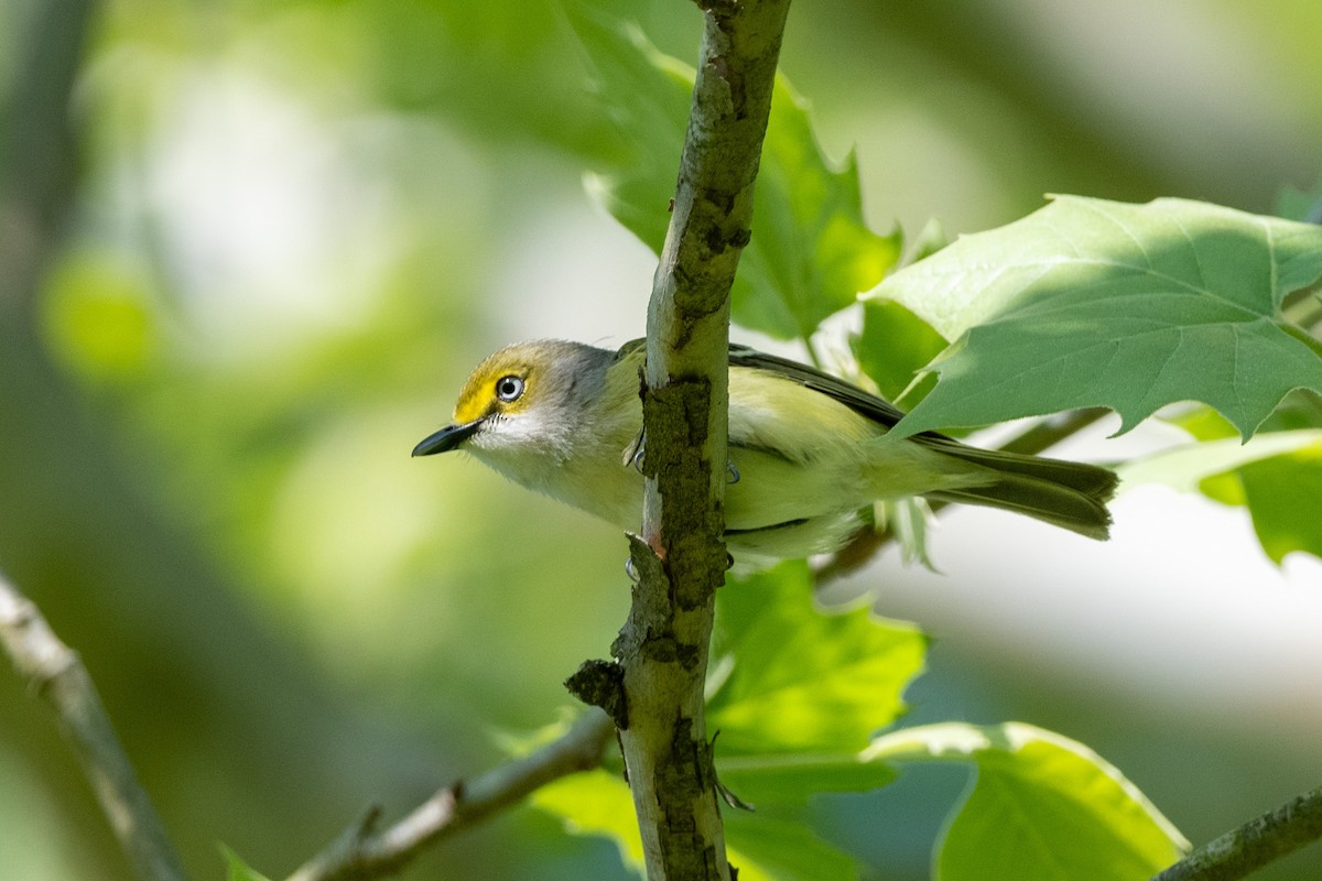 Ak Gözlü Vireo - ML617810850