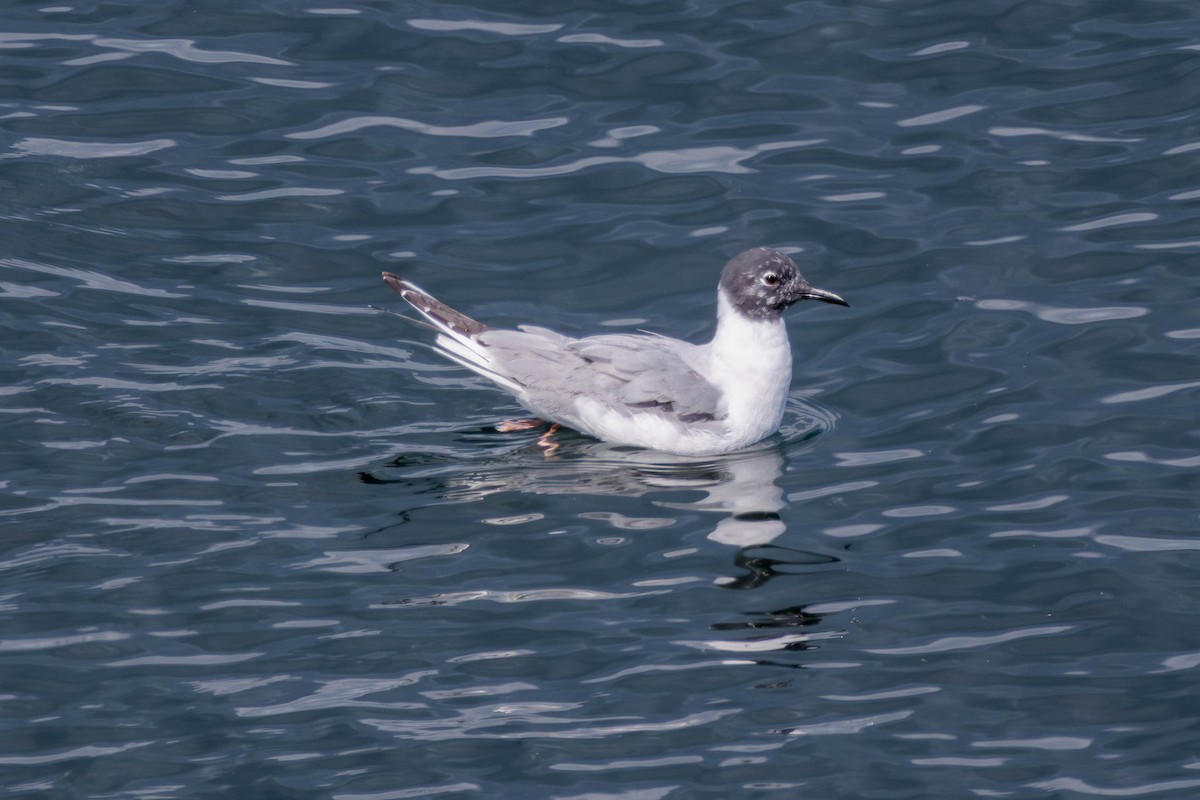 Bonaparte's Gull - Pierce Louderback