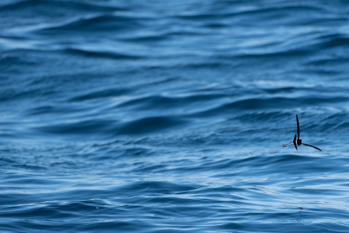 黃蹼洋海燕 - ML617810883
