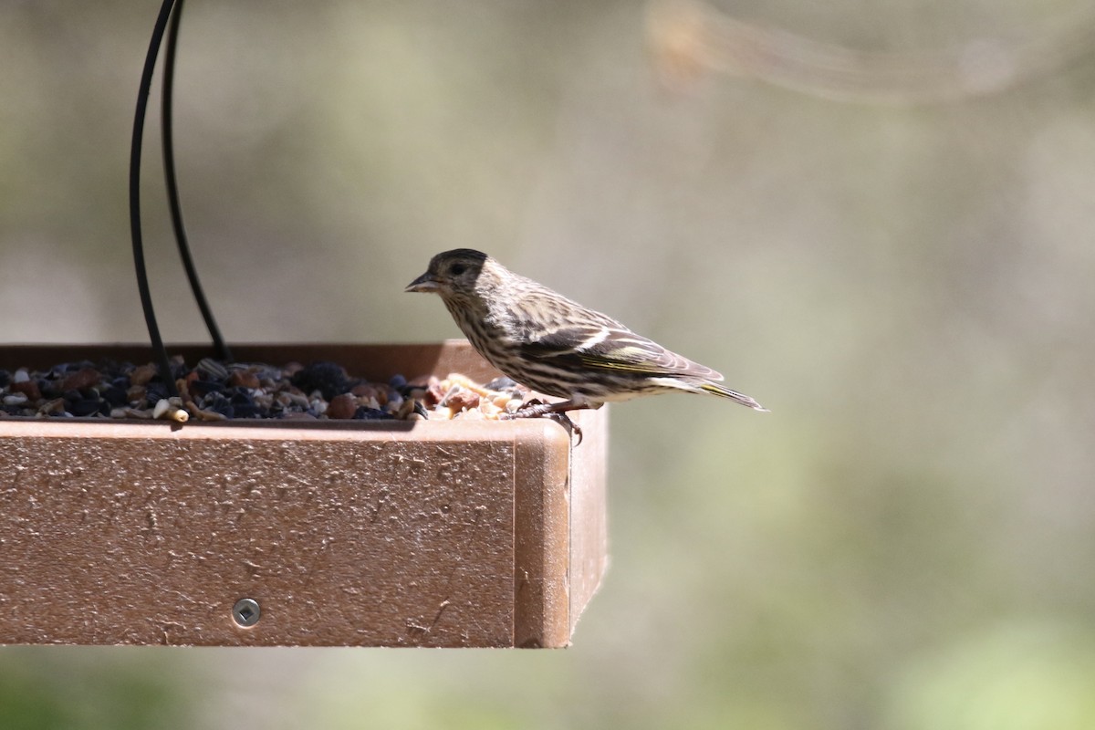 Pine Siskin - ML617810920