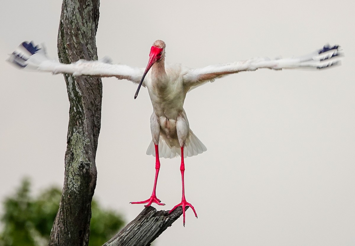 White Ibis - ML617810936