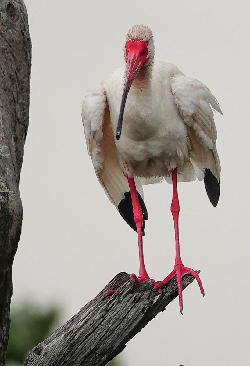 White Ibis - ML617810937