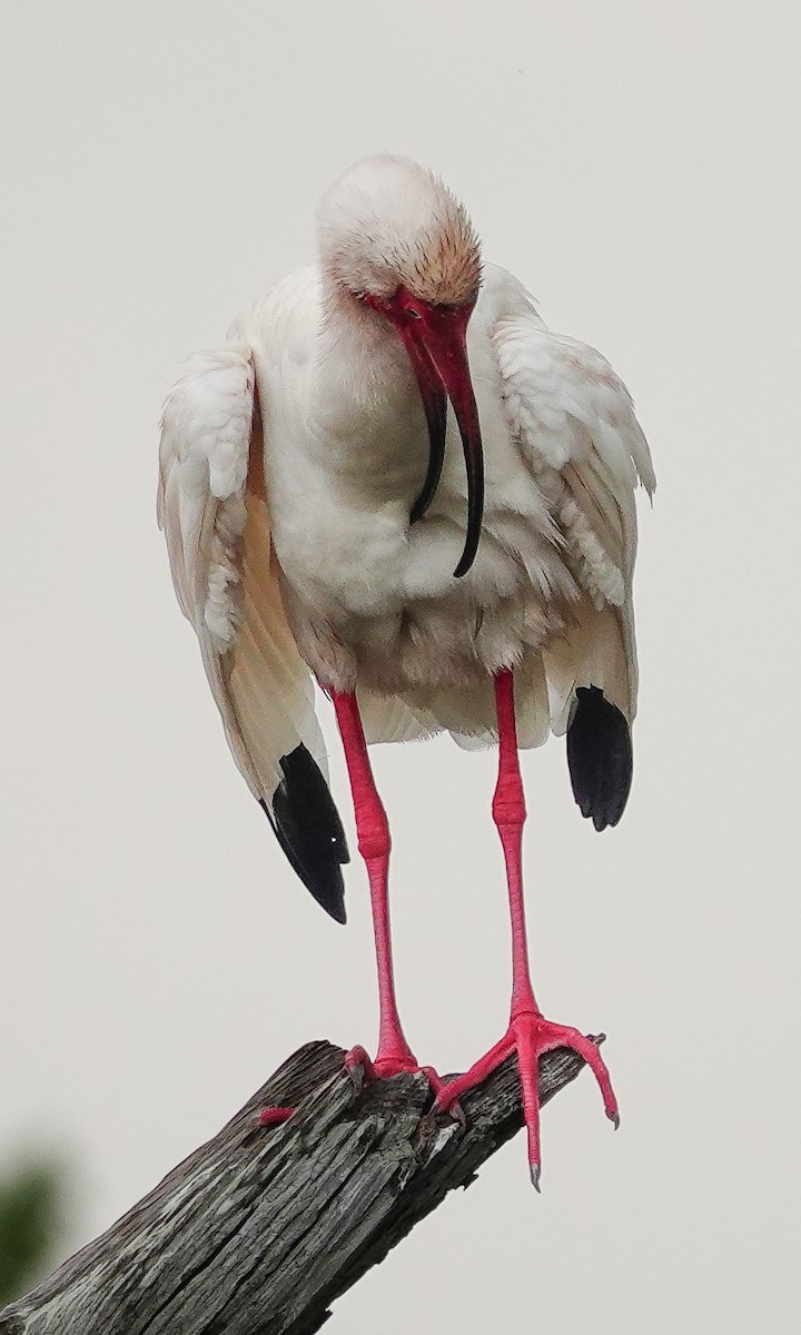 ibis bílý - ML617810938
