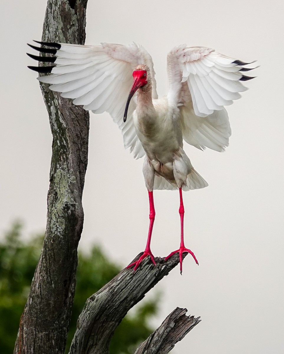 ibis bílý - ML617810940