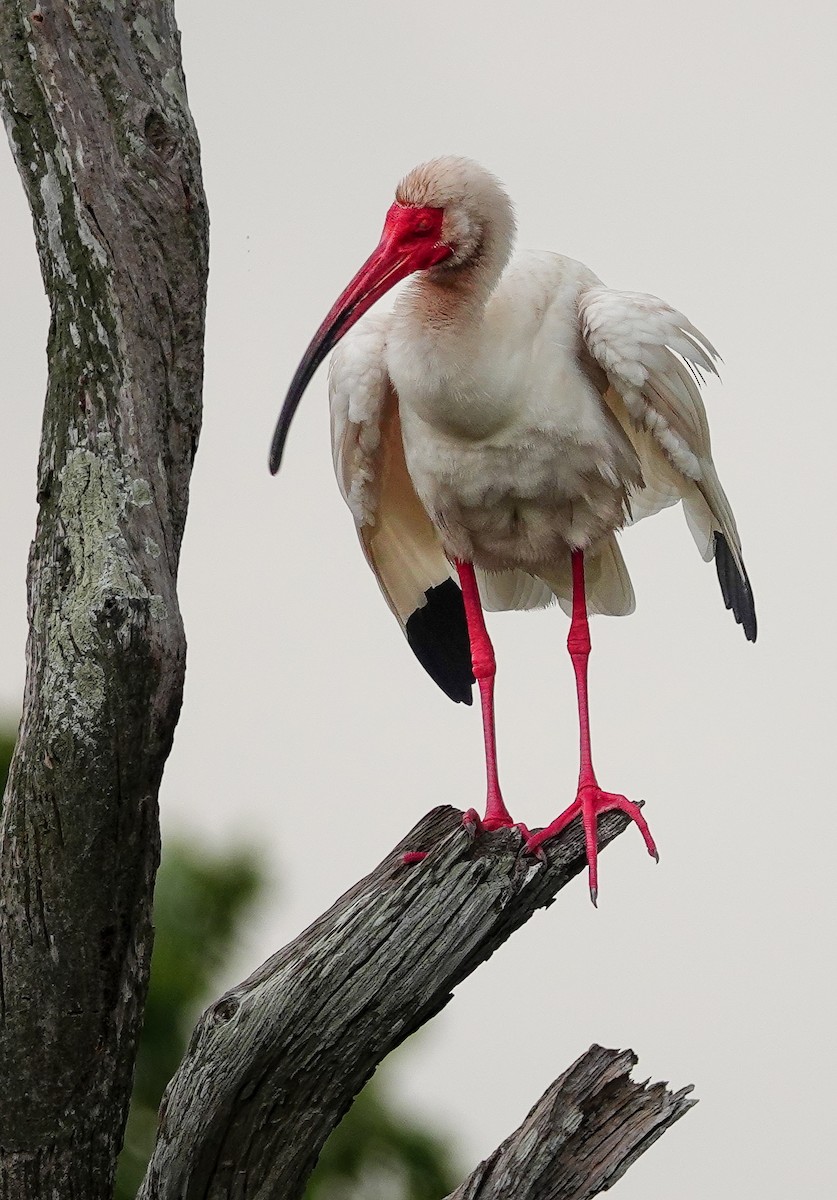 ibis bílý - ML617810941
